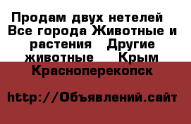 Продам двух нетелей - Все города Животные и растения » Другие животные   . Крым,Красноперекопск